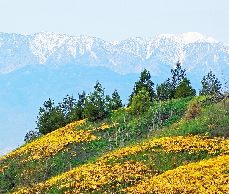 California wildflowers blooming across Gold Country foothills in spring
