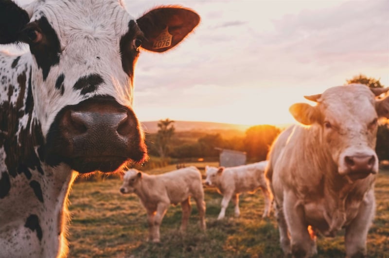 Cattle grazing on green rolling pastures — illustrative photo for ranching post